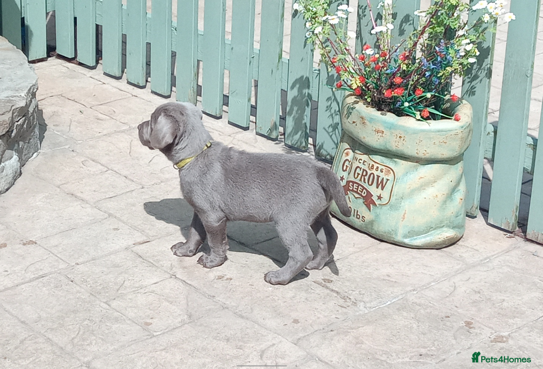 Labrador Retriever dogs for sale: SILVER LABRADOR PUPPIES KC (HIPS 0/0, ELBOWS 0/0) - Image 13