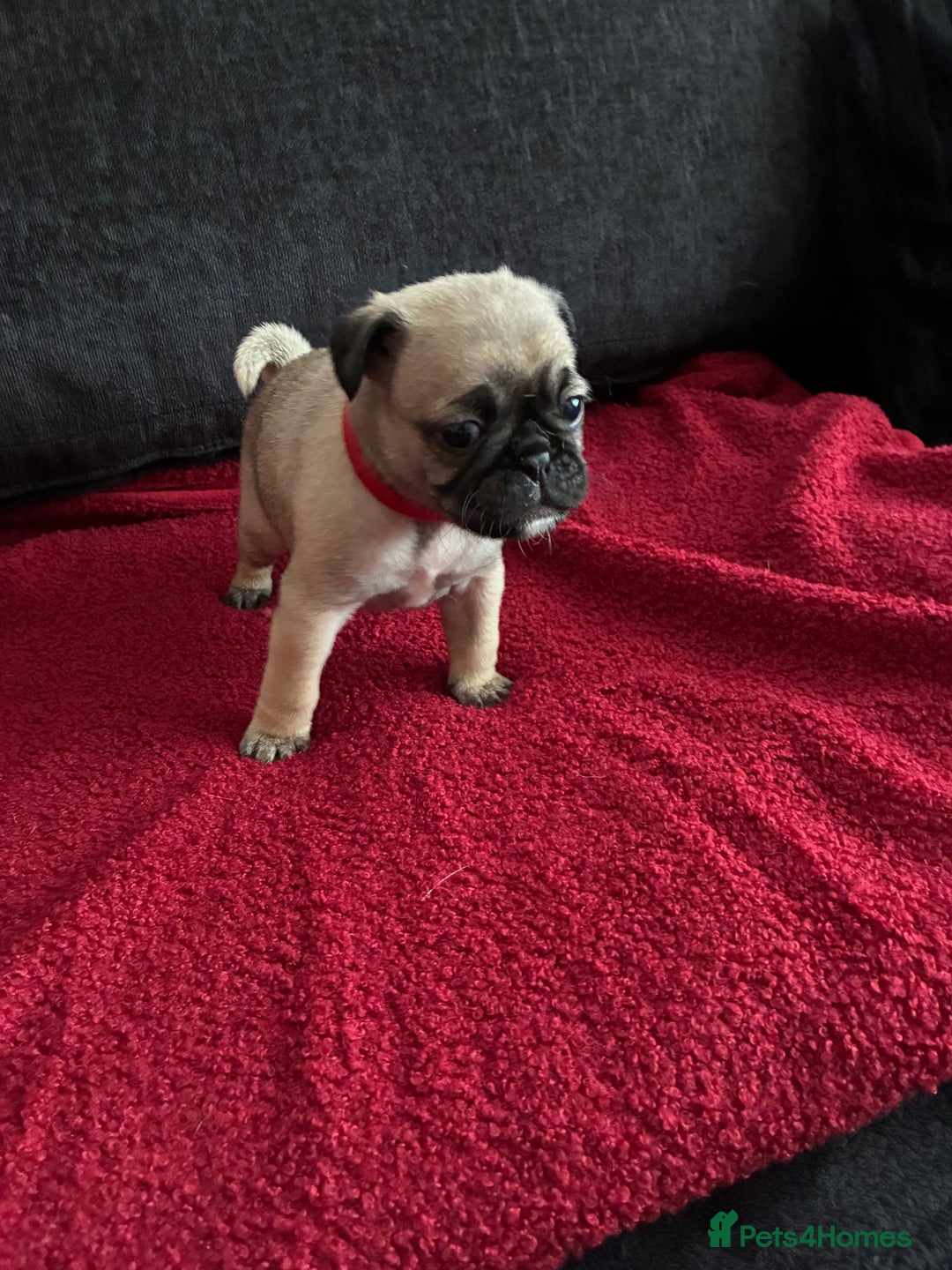 Pug dogs for sale: Beautiful Pug Puppies - Advert 16