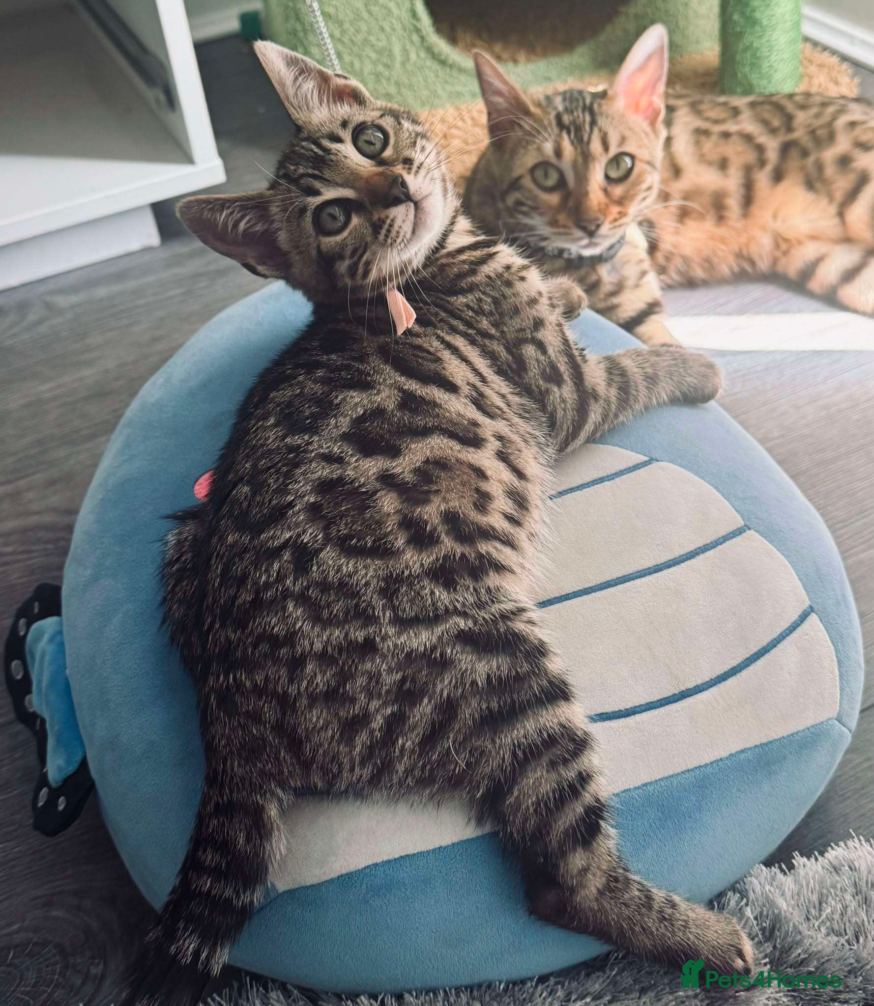 Bengal cats for sale: TICA Rare Snow & Charcoal carrying Bengal kittens! - Advert 5