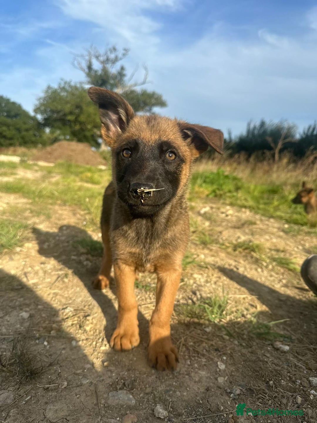 Mixed Breed dogs for sale: German shepherd x Belgian shepherd puppies - Image 15