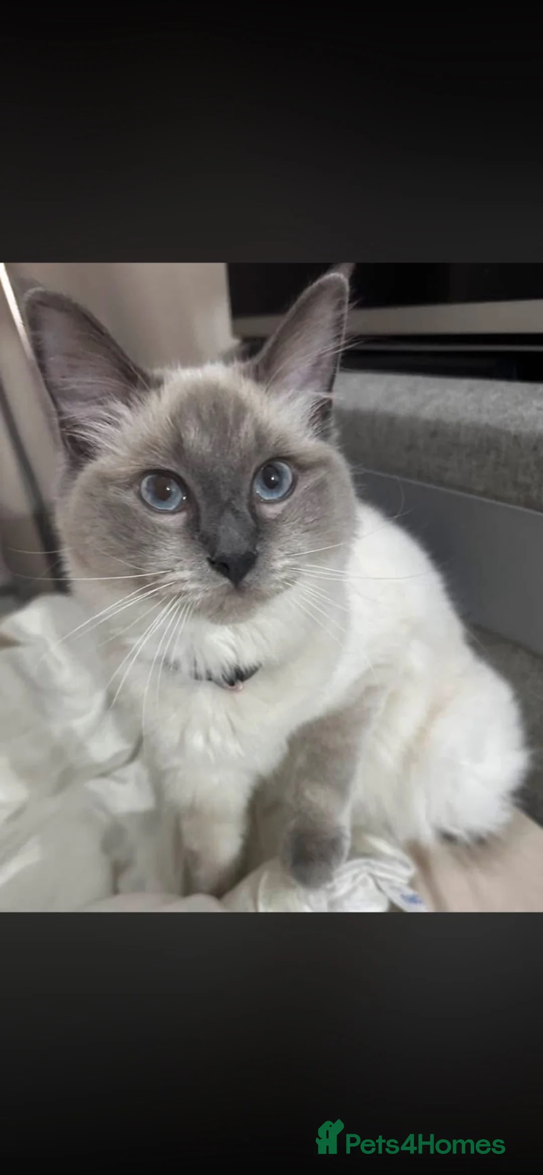 Ragdoll cats for sale: Ragdoll cross Norwegian forest  in Manchester - Advert 2