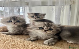 Scottish Fold cats for sale: Adorable Scottish Fold Kittens  - Image 23