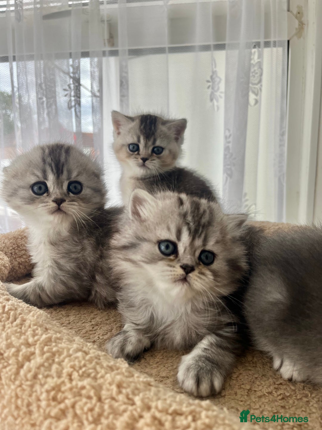 Scottish Fold cats for sale: Adorable Scottish Fold Kittens  - Image 23