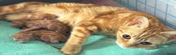 Mixed Breed cats for sale: Beautiful ginger kittens boys !!! - Advert 2