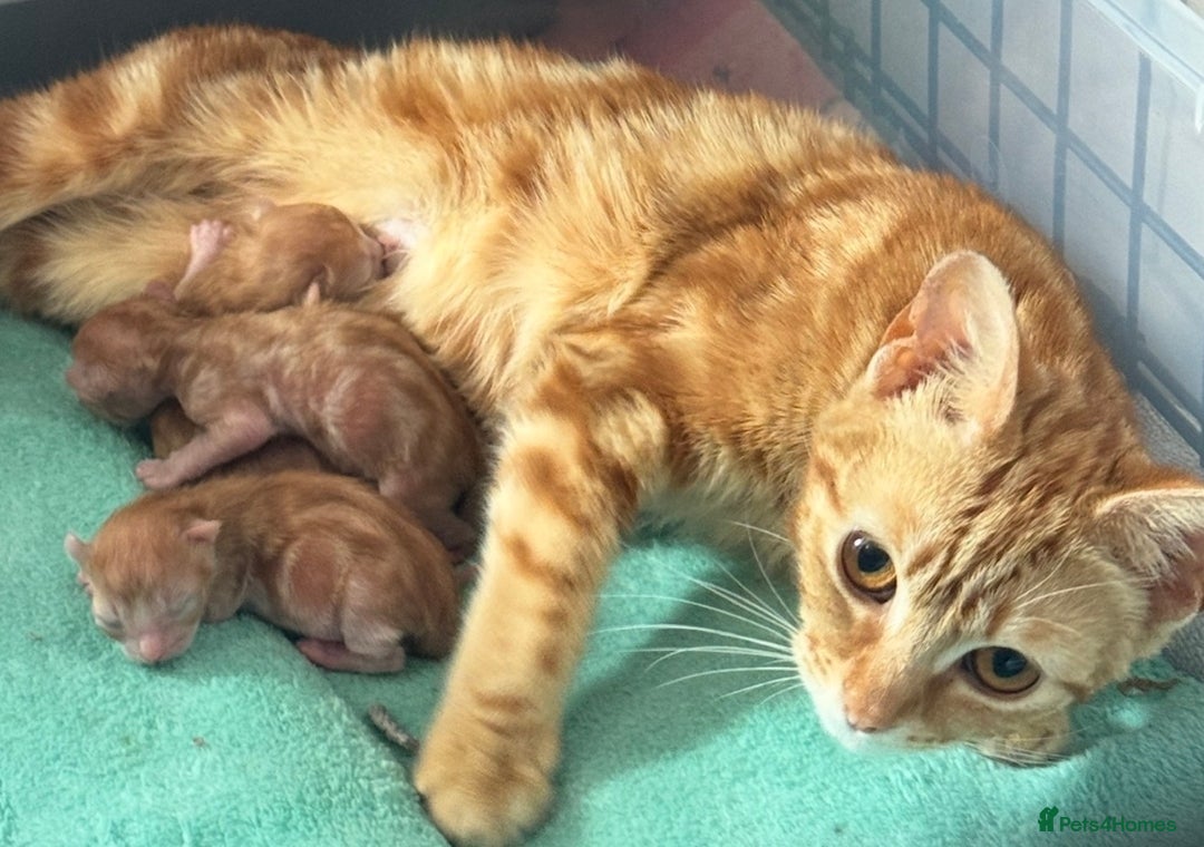 Mixed Breed cats for sale: Beautiful ginger kittens boys !!! - Advert 2