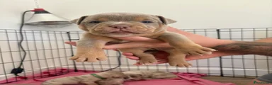 Old Tyme Bulldog Puppy 5