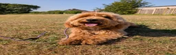 Maltipoo dogs for sale: Advanced trained maltipoo  - Advert 2
