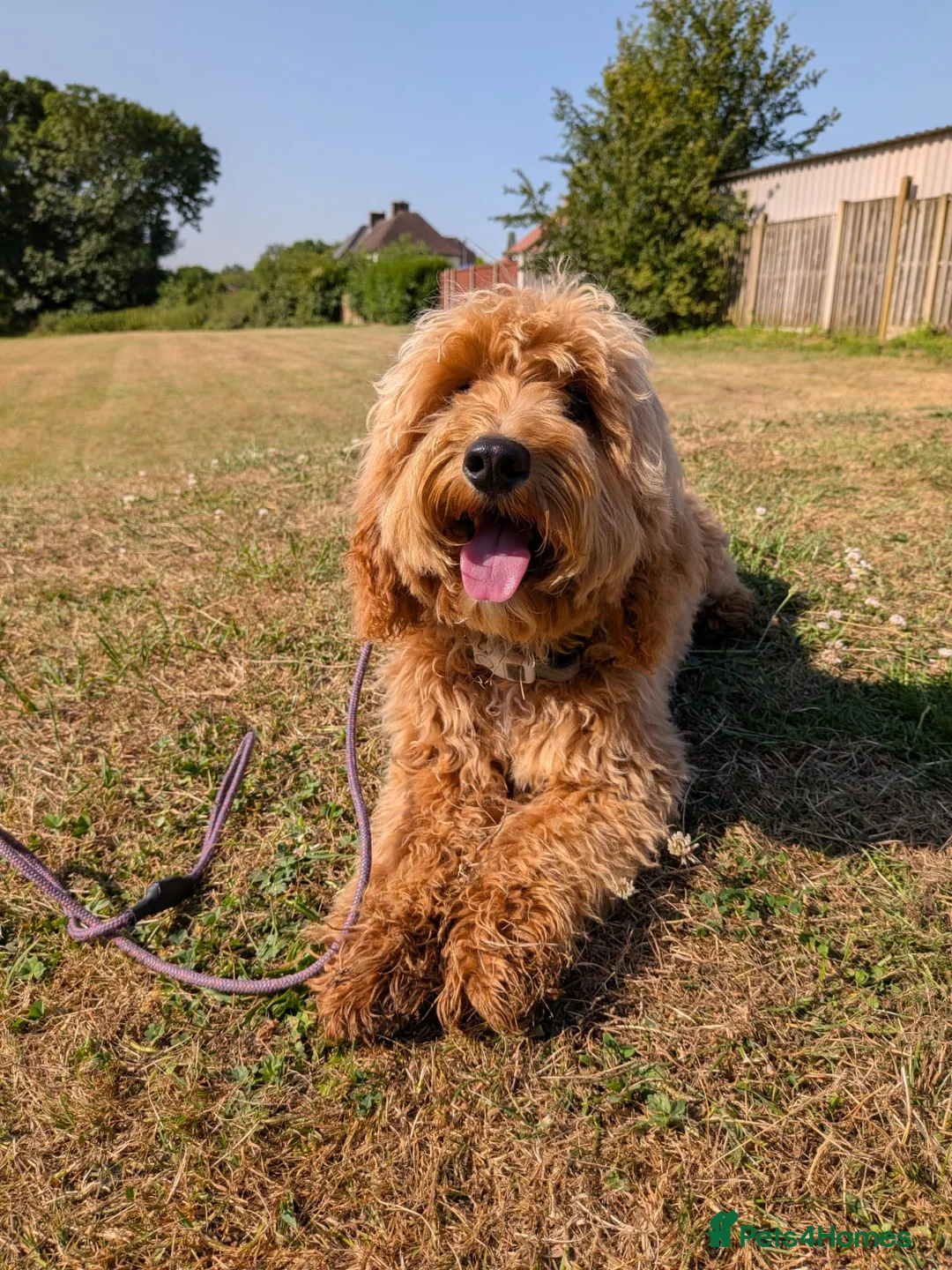 Maltipoo dogs for sale: Advanced trained maltipoo  - Advert 2