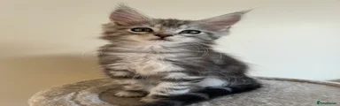 Maine Coon Kitten 5