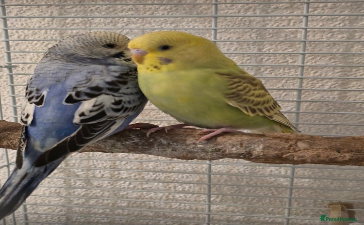 Budgerigars birds 2 friendly budgies - Advert 1