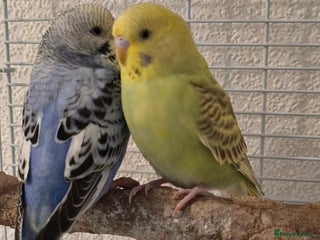 Budgerigars birds 2 friendly budgies - Advert 1
