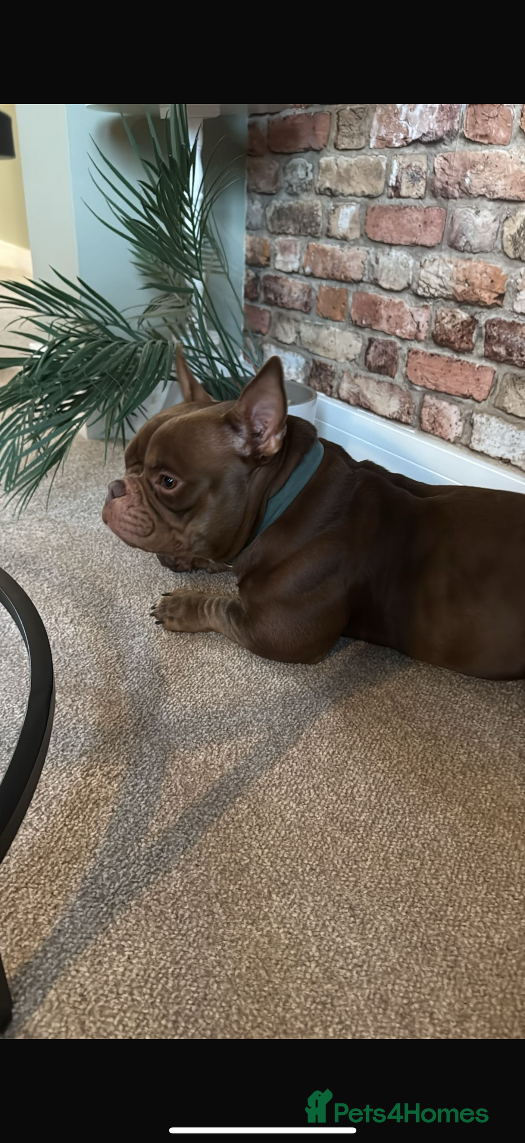 Mixed Breed dogs for sale: Nano bully  - Advert 3