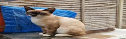 Mixed Breed cats for sale: Beautiful kittens boy and girl  - Advert 3