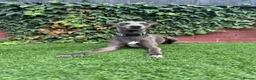 Italian Greyhound dogs for stud: Italian greyhound for stud  - Advert 4
