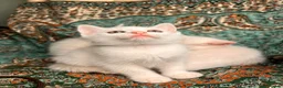 Turkish Angora cats for sale: Kittens x 6, Turkish Angora. White and Tabby in Wembley - Advert 14