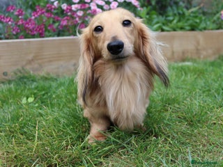 Miniature Dachshund dogs in Stowmarket - Advert 12