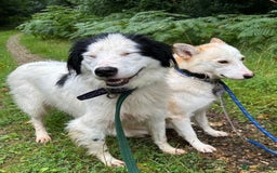 Mixed Breed dogs for adoption: Spotty - Norwich Norfolk  - Image 4