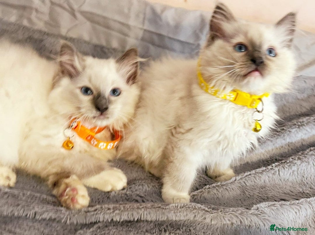 Ragdoll cats for sale: Cute little Ragdoll kittens for sale 💕🐱🐱 - Image 7