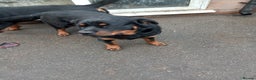 Rottweiler dogs for sale: Kc reg Rottweiler Bitch - Advert 2