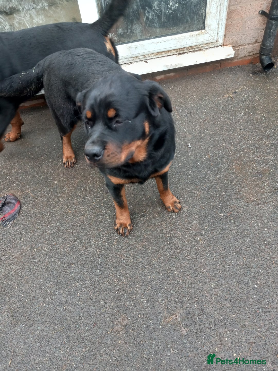 Rottweiler dogs for sale: Kc reg Rottweiler Bitch - Advert 2