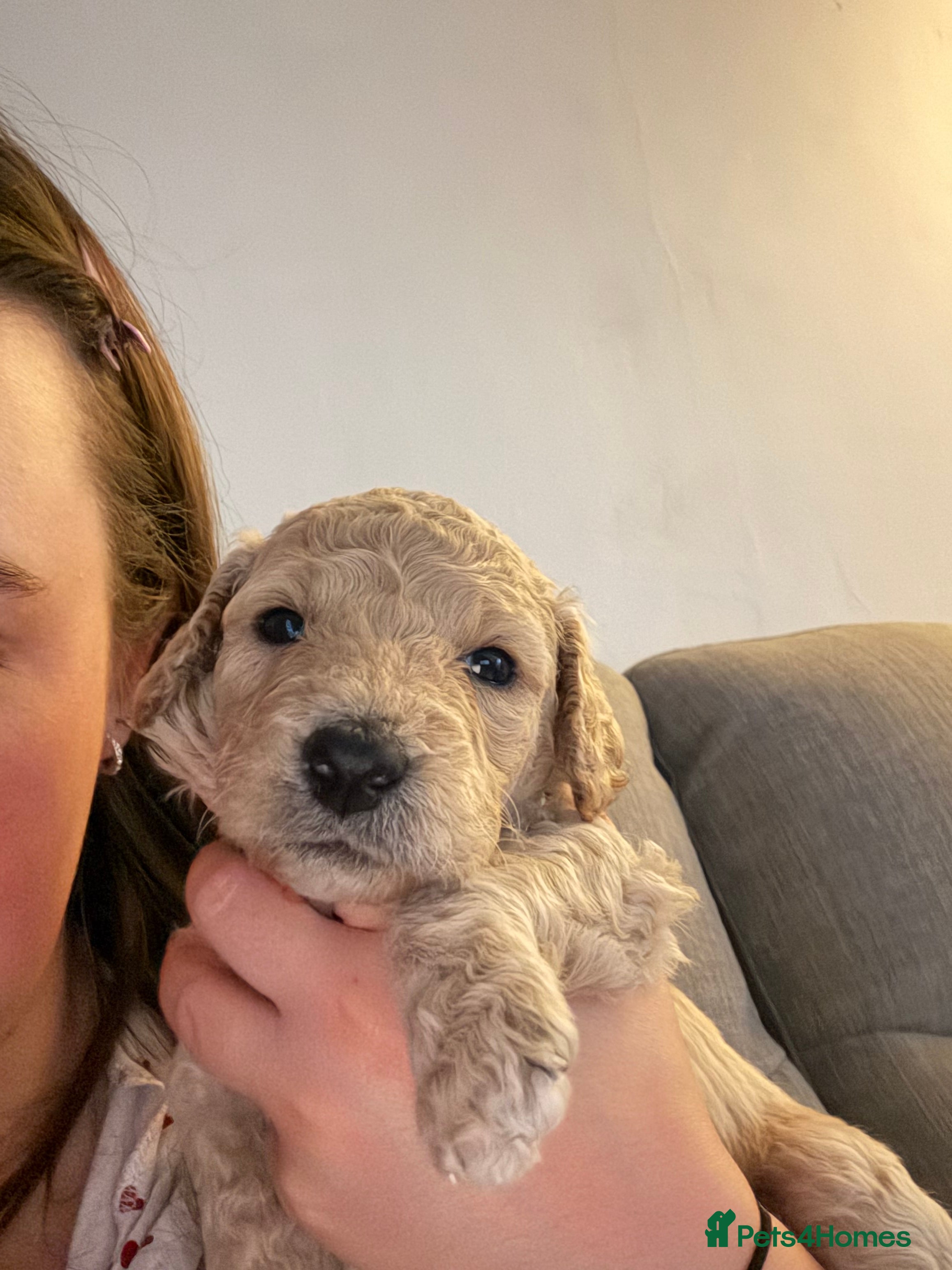 Mini Goldendoodle dogs F1b Mini Goldendoodle Puppies. Ready to Reserve 🤍 - Advert 2