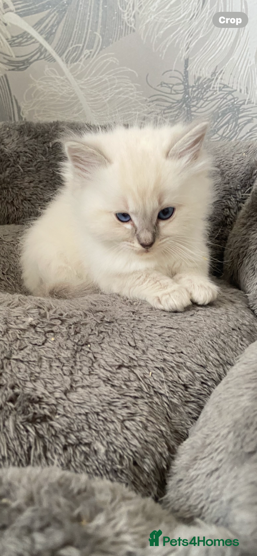 Ragdoll cats 2 Girls now remaining  - Advert 14