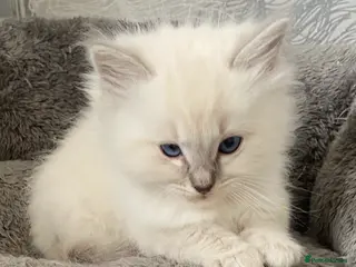 Ragdoll cats 2 Girls now remaining - Advert 14