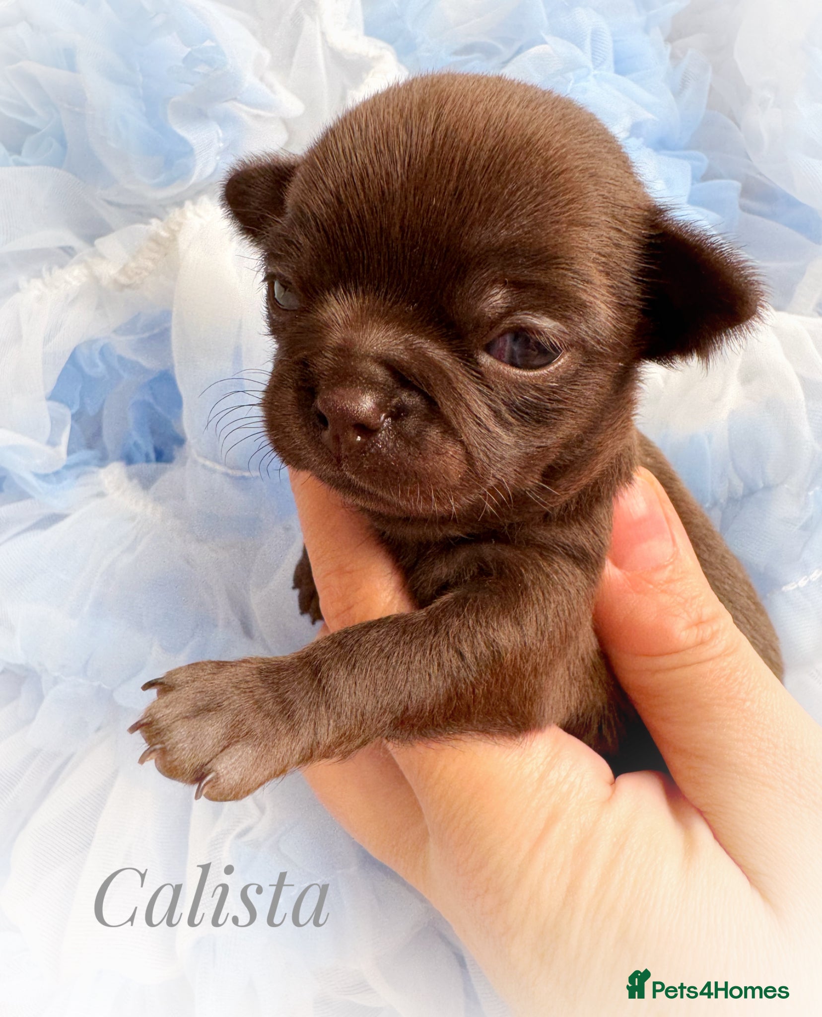 Chihuahua dogs Chihuahua puppies chocolate merle  - Advert 1