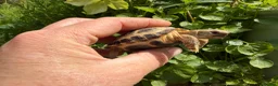 Tortoise reptiles for sale: Baby horsfield tortoises for sale. Setups also av - Advert 6