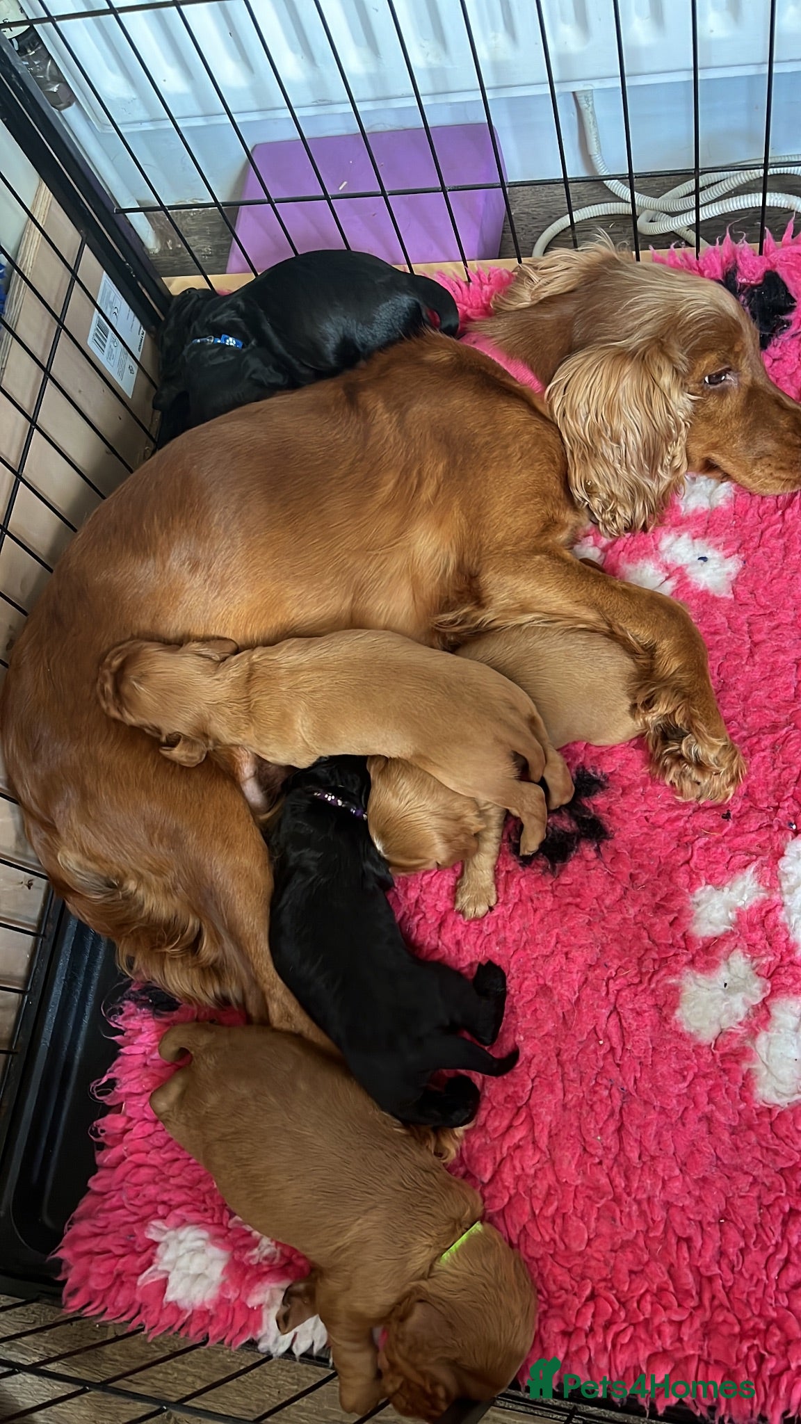 Cocker Spaniel dogs Gorgeous PRA/FN clear working cocker puppies  - Advert 2