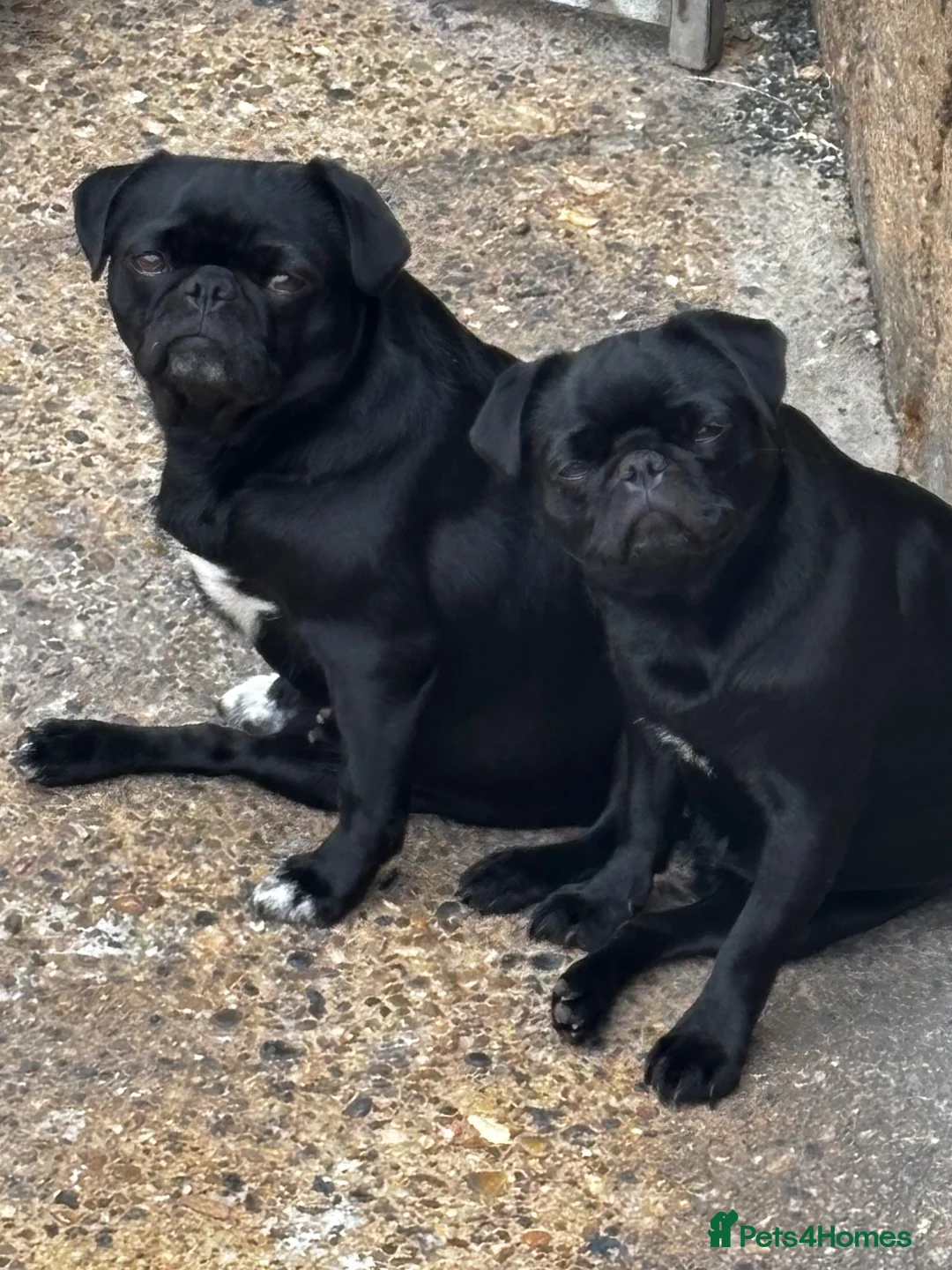 Pug dogs for sale: KC reg pug puppies Puglicious - Advert 9