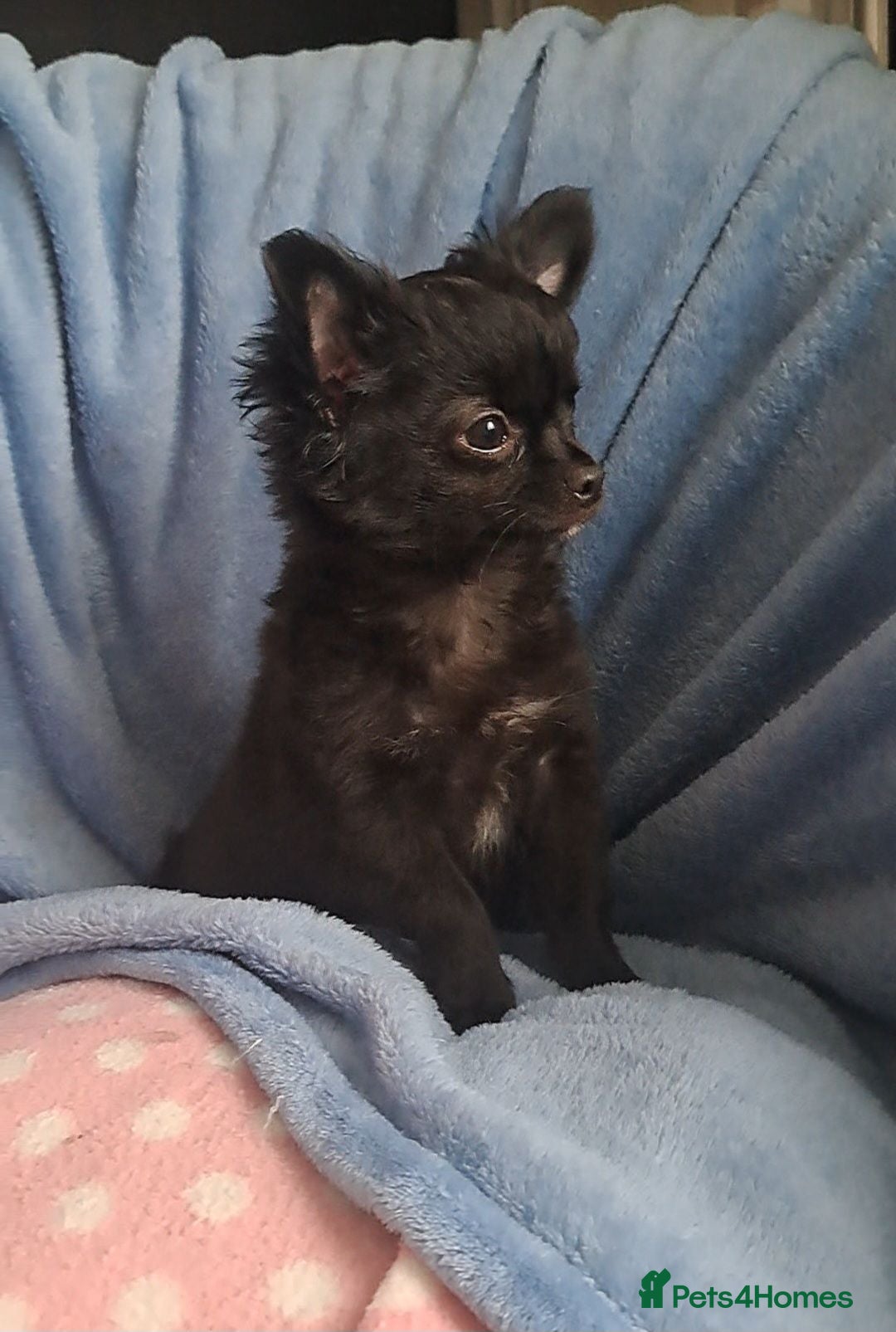 Chihuahua dogs Last 2 long coat chihuahua male pups - Advert 20