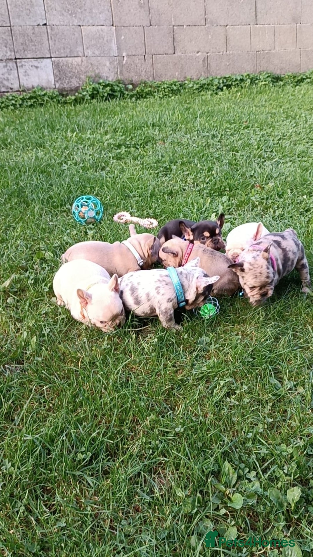 French Bulldog dogs for sale: ❤️ 🐶 beautiful French bulldog puppies ❤️🐶 - Image 5