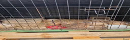 Quail poultry for sale: Quails  in Accrington - Advert 2