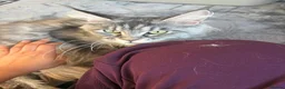 Maine Coon cats for sale: Female Maine Coon Cat for Loving Home - Advert 4