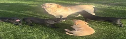 Labrador Retriever dogs for sale: Joyful Labrador Puppies Ready to Steal Your Heart - Advert 6