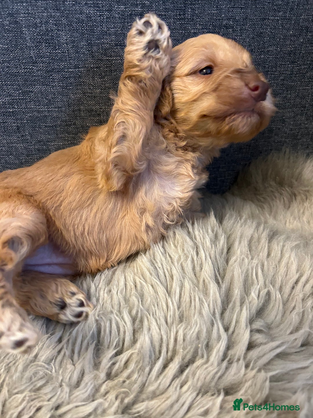 Cockapoo dogs for sale: 5 adorable cockapoo puppies  - Advert 10