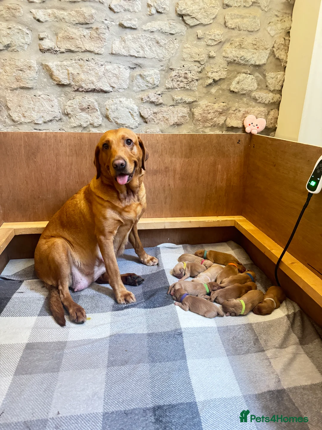 Labrador Retriever dogs for sale: CLOSED - Fox Red Labrador puppies.  - Advert 32