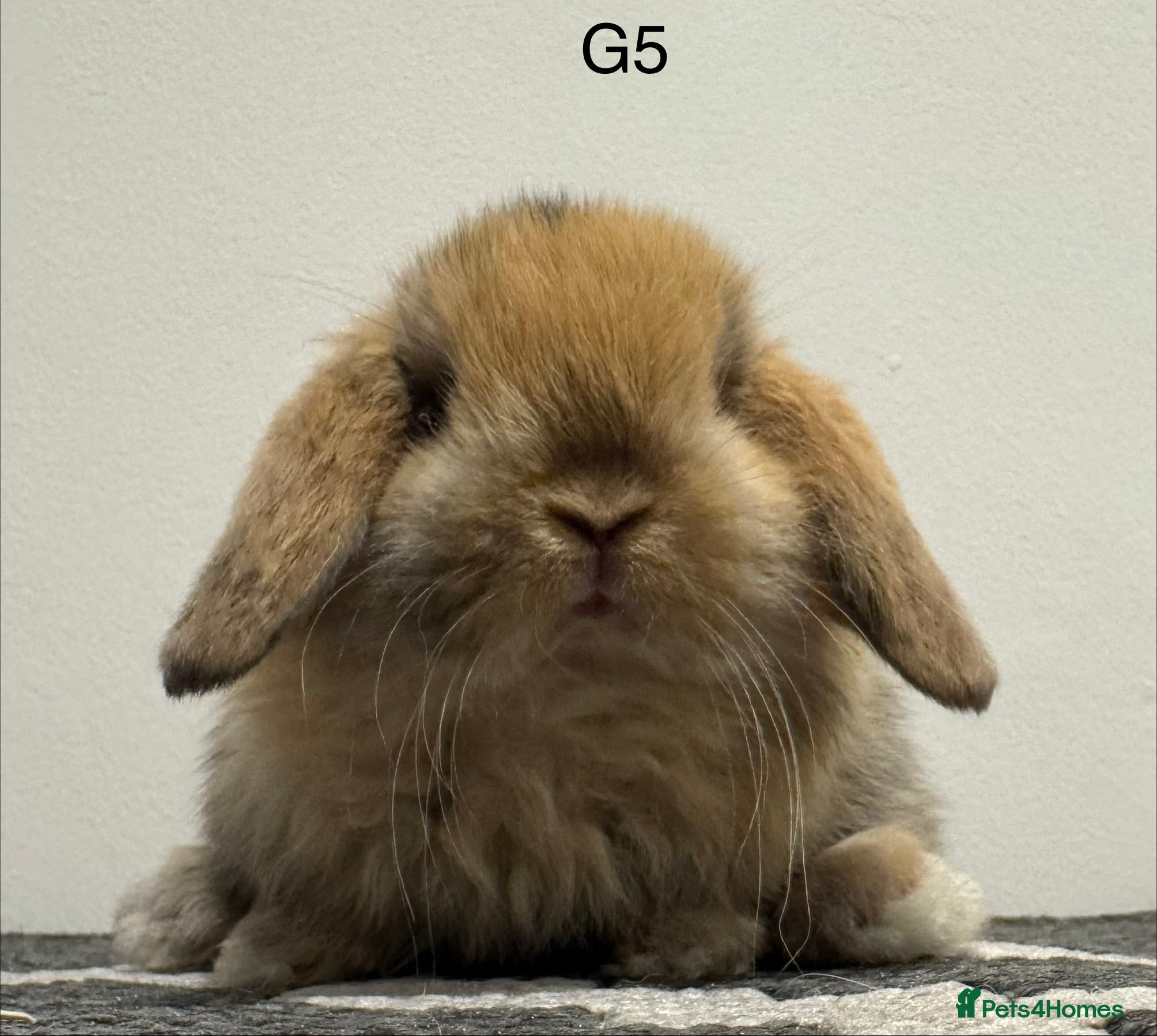 Mini Lop rabbits Pure bred Mini lops  - Advert 3