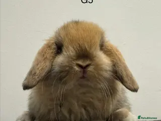 Mini Lop rabbits Pure bred Mini lops - Advert 3