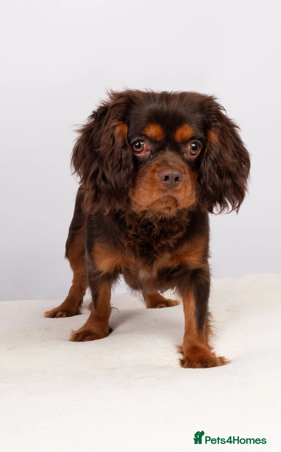 Cavalier King Charles Spaniel dogs for stud: KC REG  HEALTH TESTED CHOC & TAN CAV STUD  - Advert 9