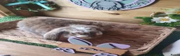 French Lop rabbits for sale: Vaccinated Giant French Lop Babies - Advert 5