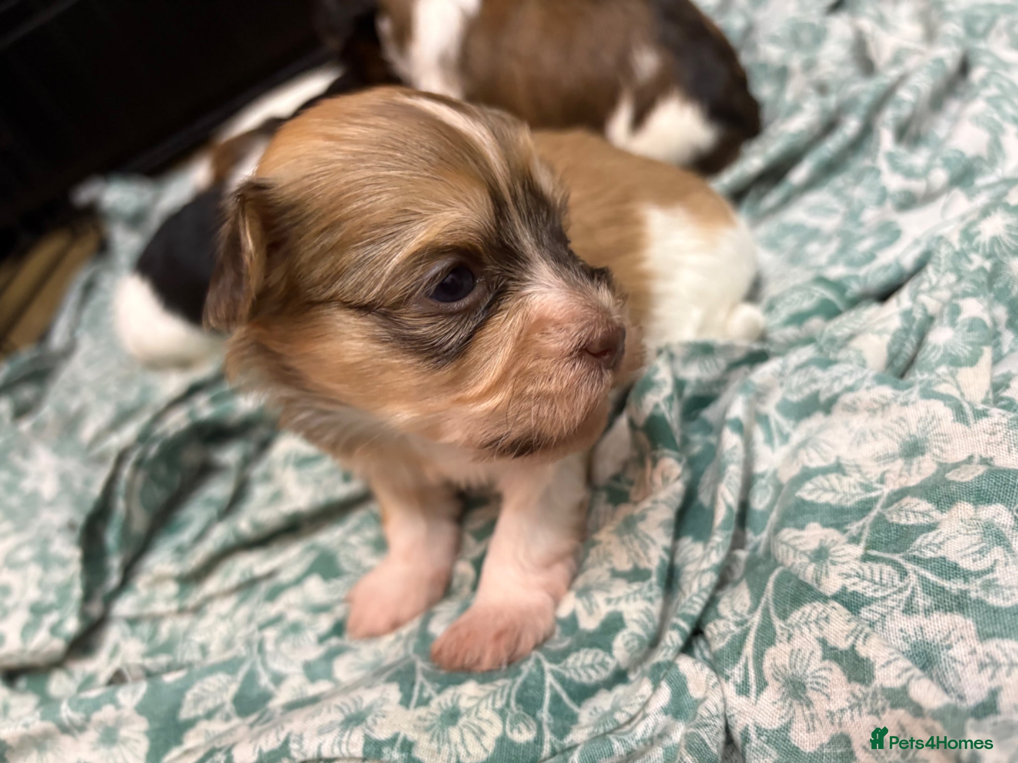 Havanese dogs Beautiful KC Registered Havanese Puppies - Advert 2
