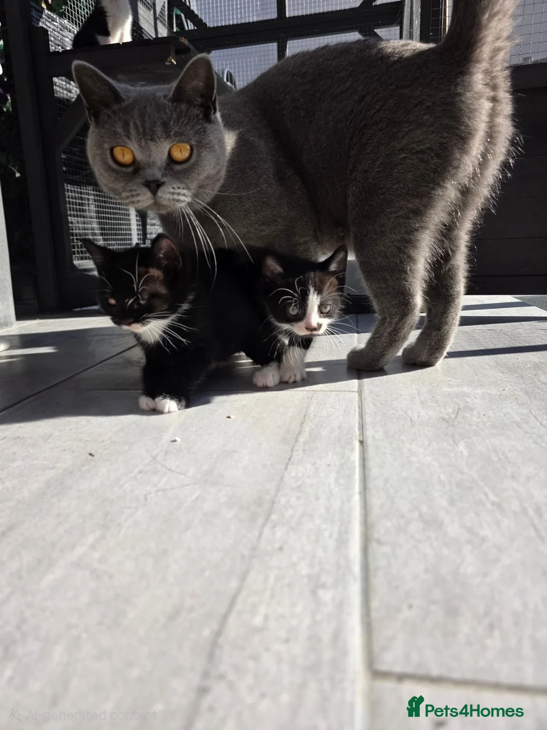 Mixed Breed cats for sale: Mixed breed kittens - Advert 1