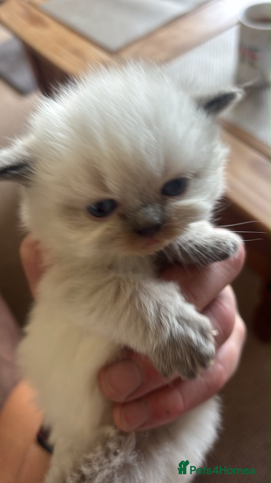 Ragdoll cats Ragdoll Siamese Mix Fluffy Kittens - Advert 4
