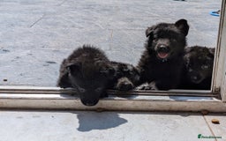 German Shepherd dogs for sale: Gorgeous German Shepherd Puppies - Image 12