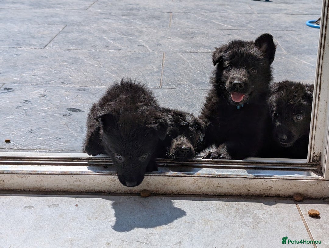 German Shepherd dogs for sale: Gorgeous German Shepherd Puppies - Image 12