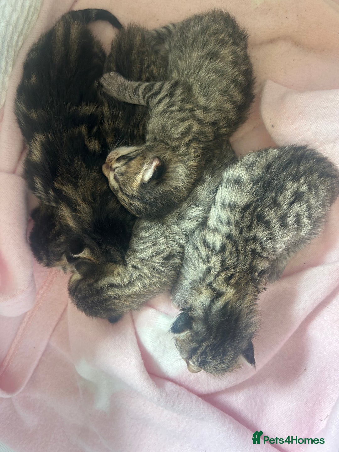 Bengal cats for sale: Manecoon x bengal kittens  - Image 5