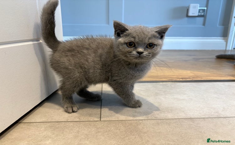 British Shorthair cats - Advert 8