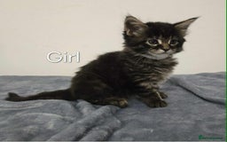 Maine Coon cats for sale: 4 Maine Coon kittens  - Image 5